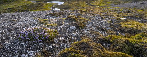 Nýir sjóðfélagar
